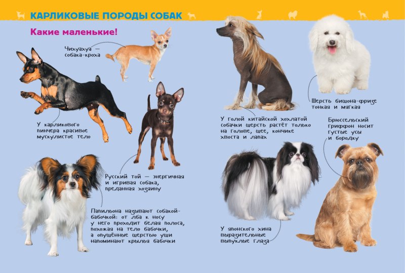 Породы собак названия