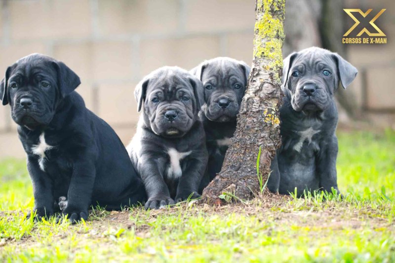 Кане Корсо (Cane Corso)