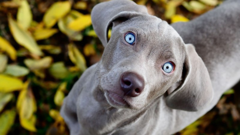 Shorthaired Pointer порода