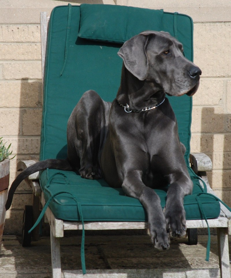 Blue great Dane порода