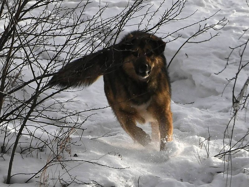 Калифорнийский дог
