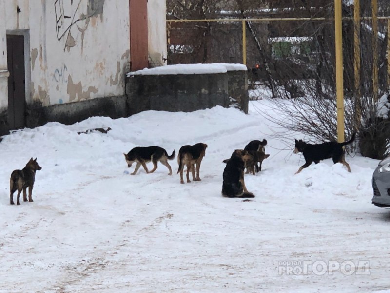 Леонбергер черный