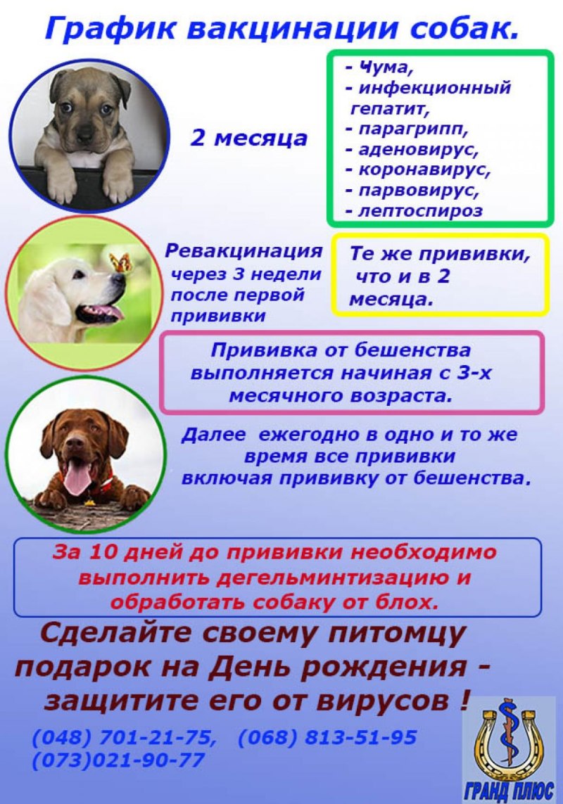 Вакцинация животных