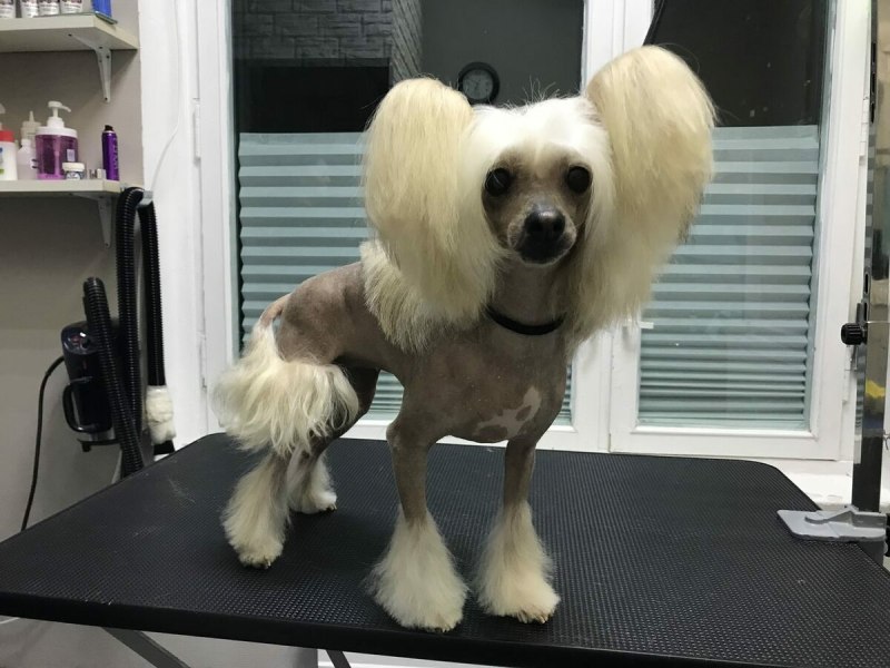 Груминг ши тцу