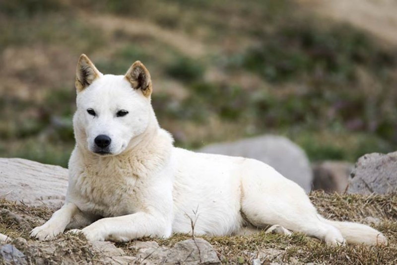 Корейский Чиндо (Джиндо)