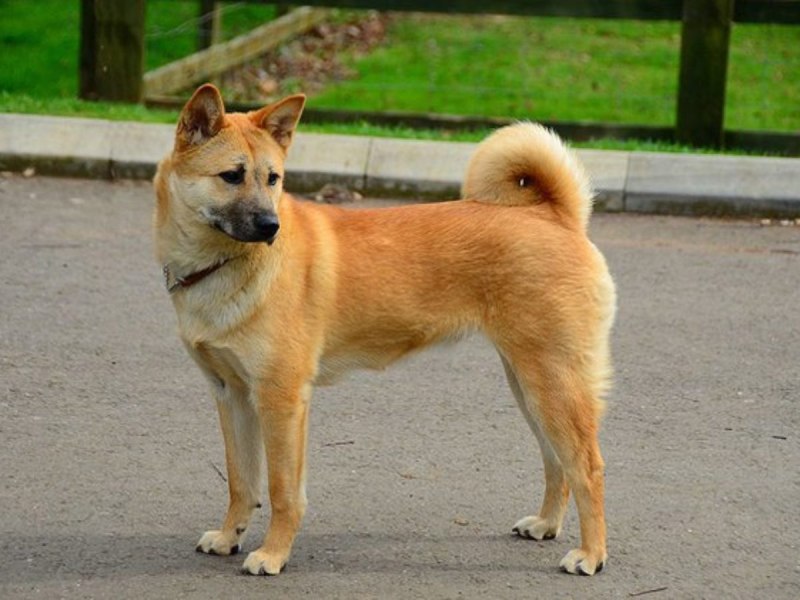 Корейский Чиндо (Джиндо)