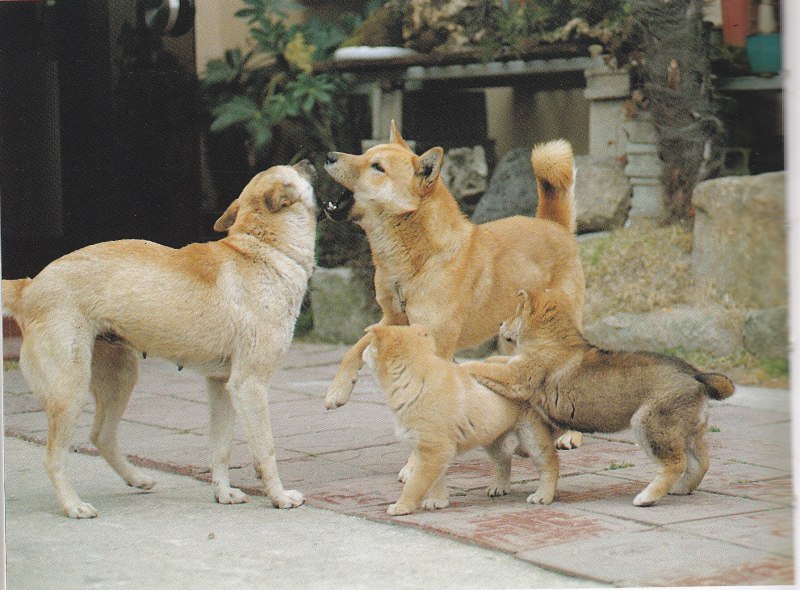Корейский Пхунсан