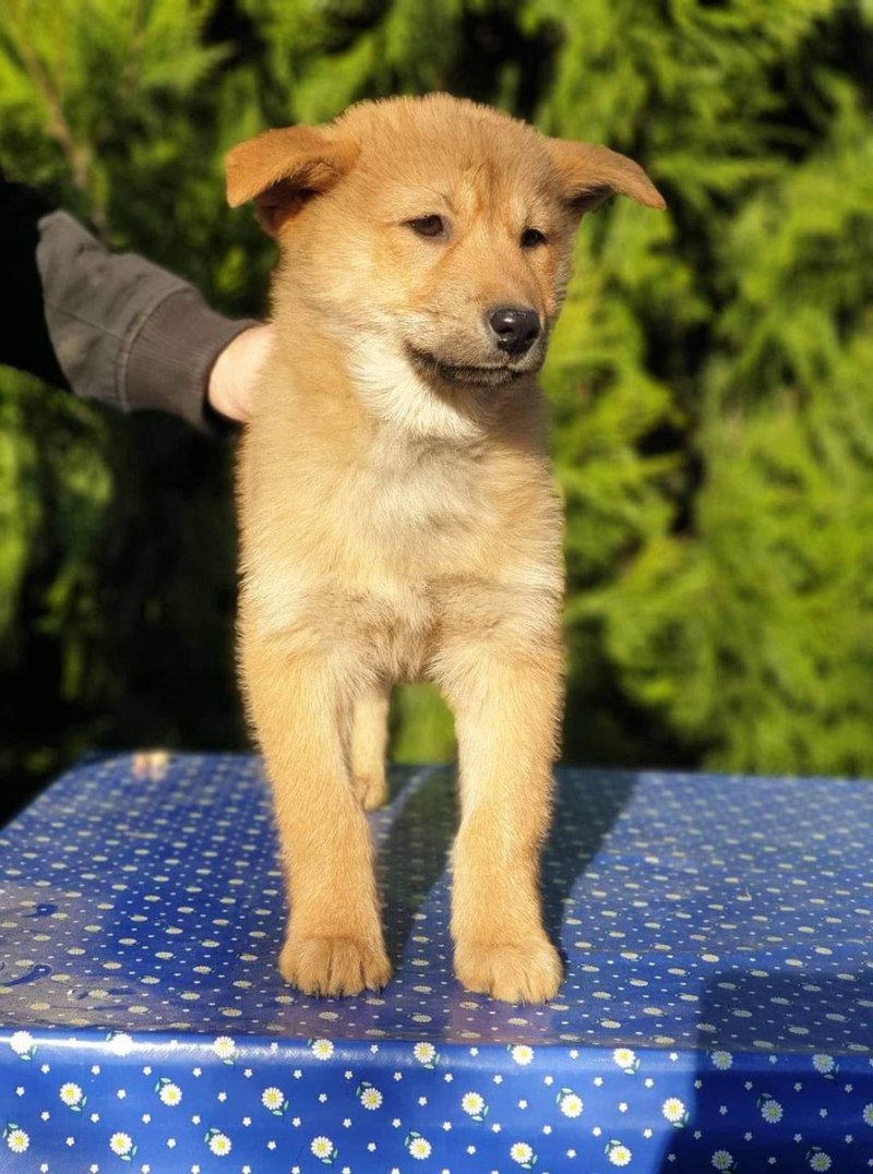 Корейский Джиндо