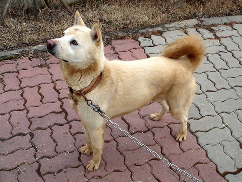 Азиатская собака Джиндо