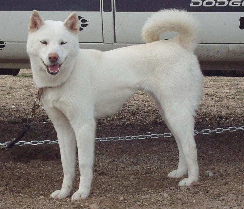 Корейский Чиндо (Джиндо)