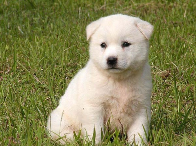 Корейский Джиндо щенок