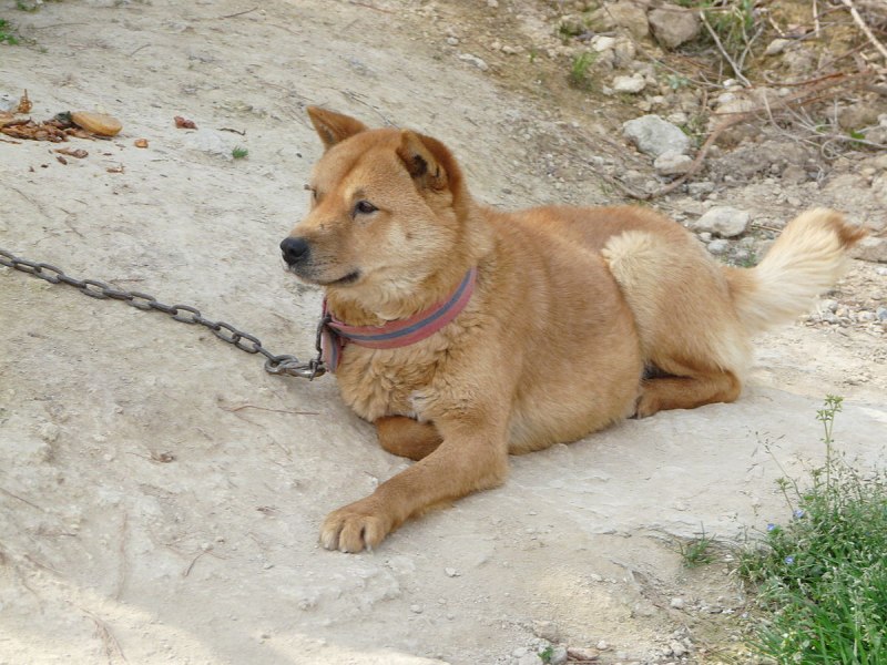 Шпиц корейский Чиндо