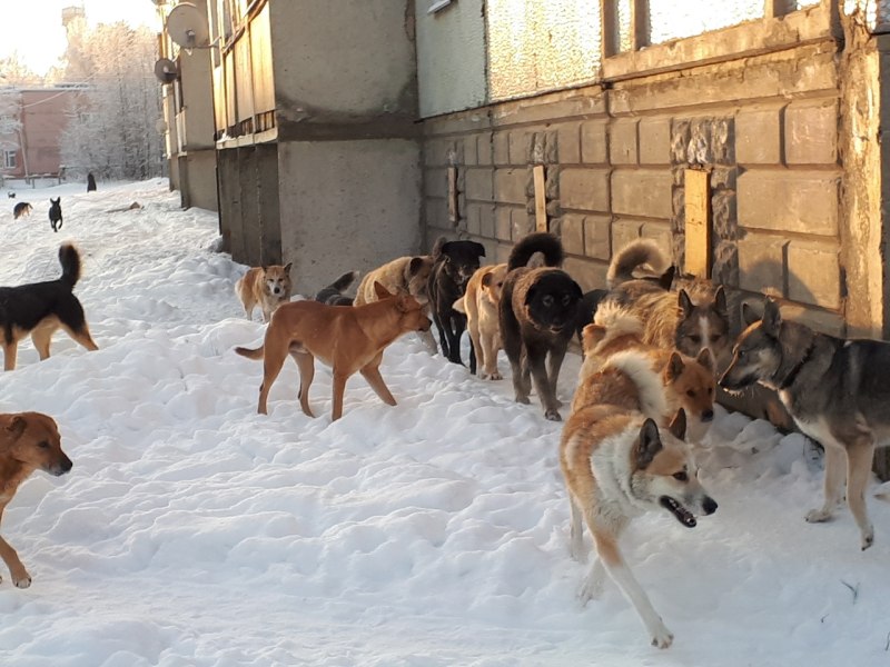 Вельш корги зима