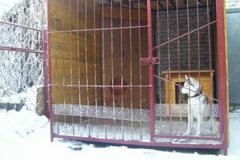 Ирландский сеттер зима