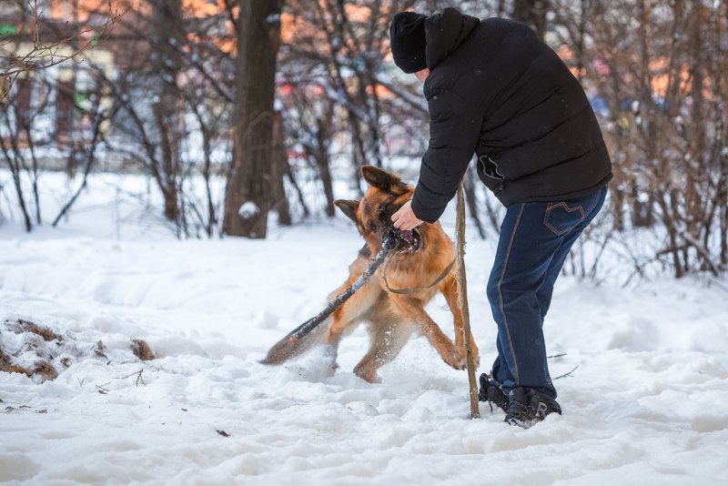 Будка для собаки зимняя