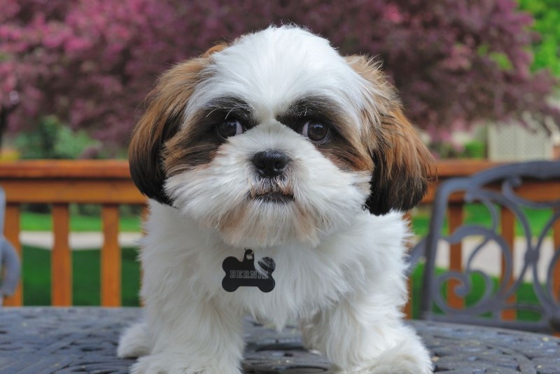 Ши-тцу (Shih Tzu