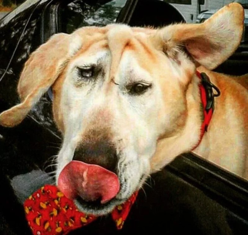 Ши тцу и Мопс