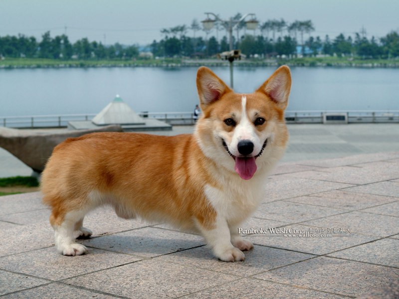 Вельш корги пемброк