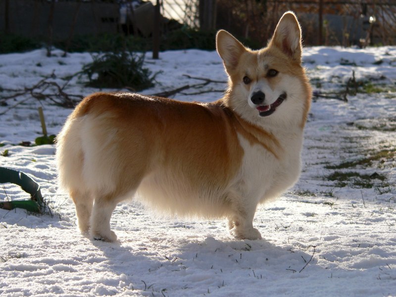 Вельш корги пемброк