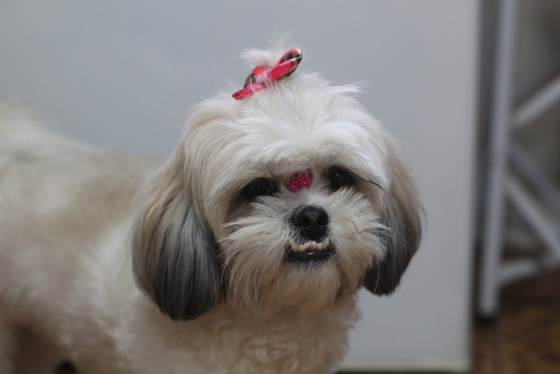 Ши-тцу (Shih Tzu