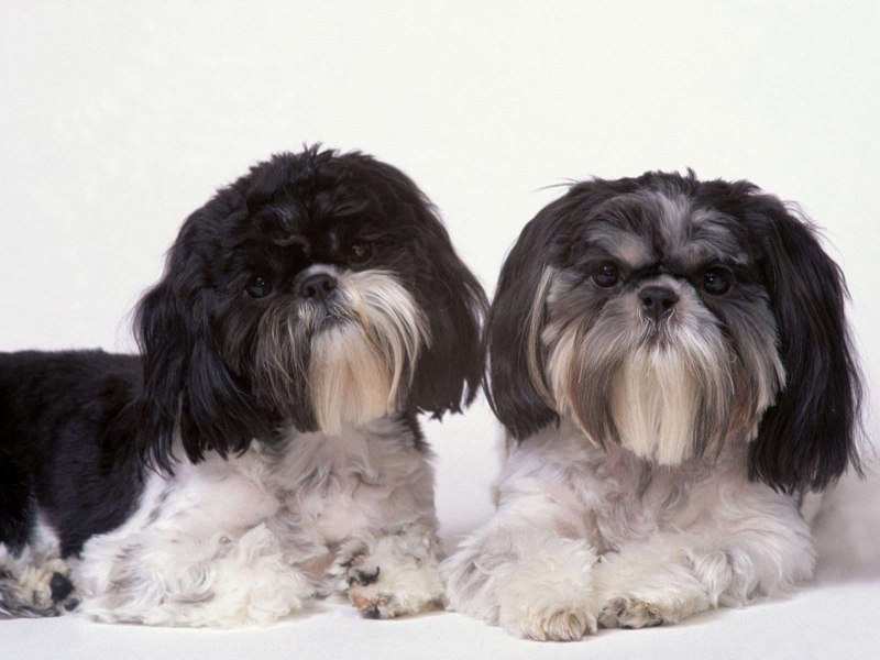 Shih Tzu щенки 2 недели
