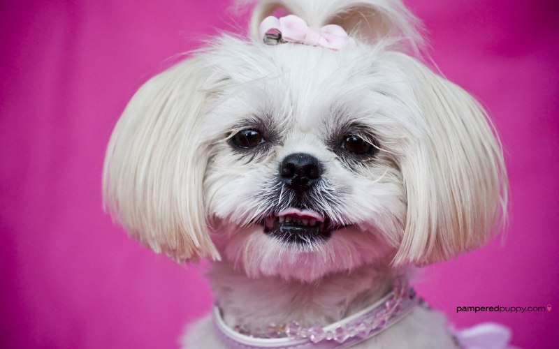 Ши-тцу (Shih Tzu