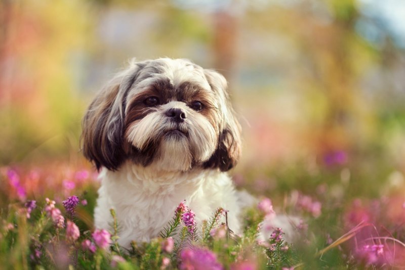 Ши-тцу (Shih Tzu