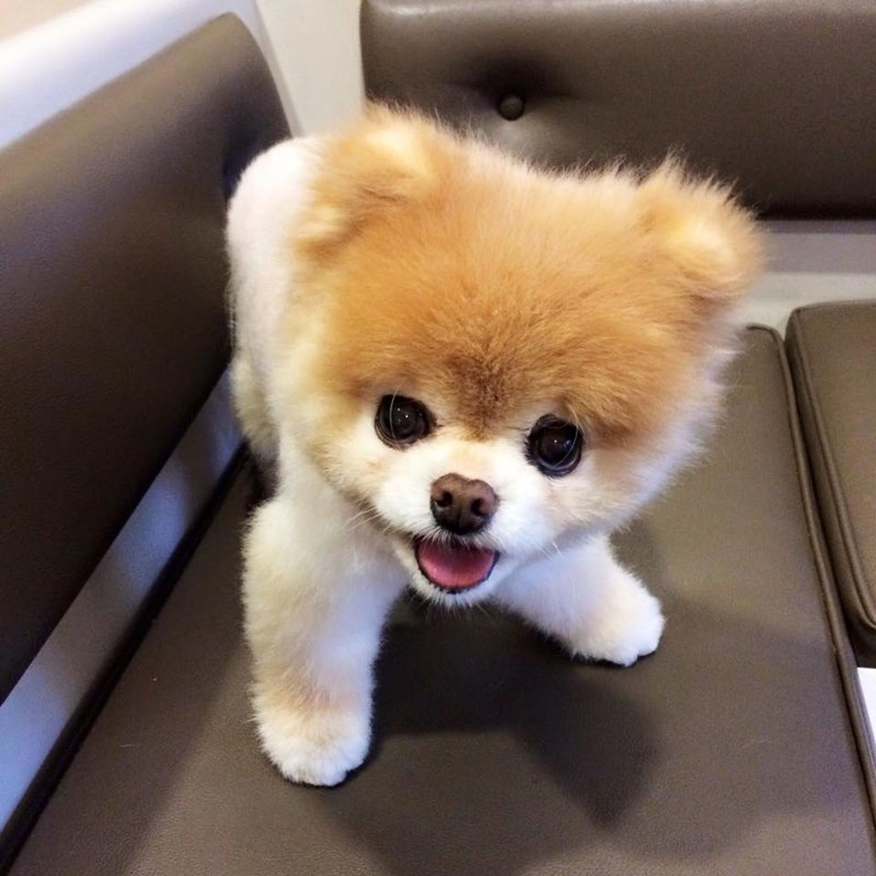 Шпиц Boo