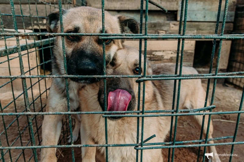 German Shepherd немецкая овчарка