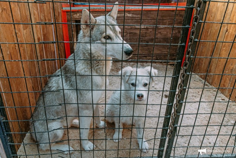 Чистокровная немецкая овчарка