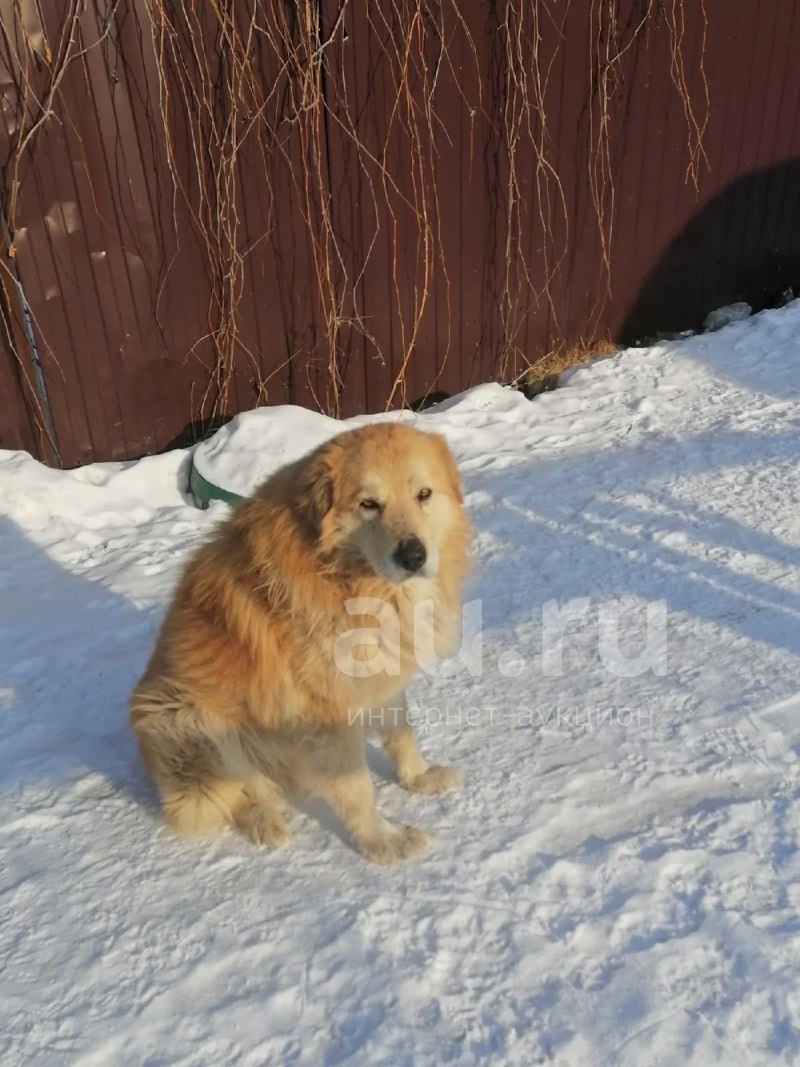 Собака для охраны двора