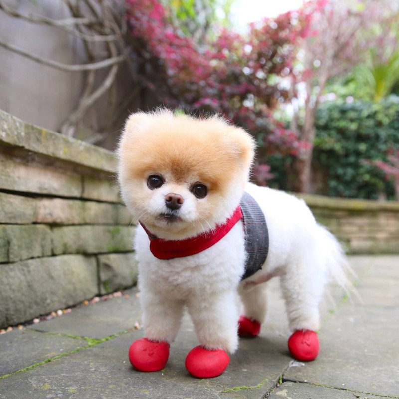 Померанский шпиц Boo