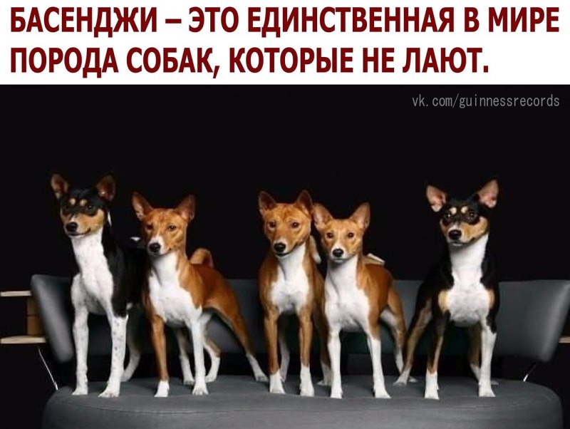 Порода собак басенджи