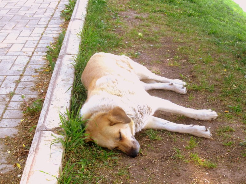 Собака лежит пластом