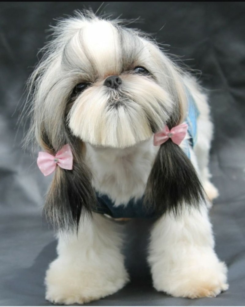 Ши-тцу (Shih Tzu