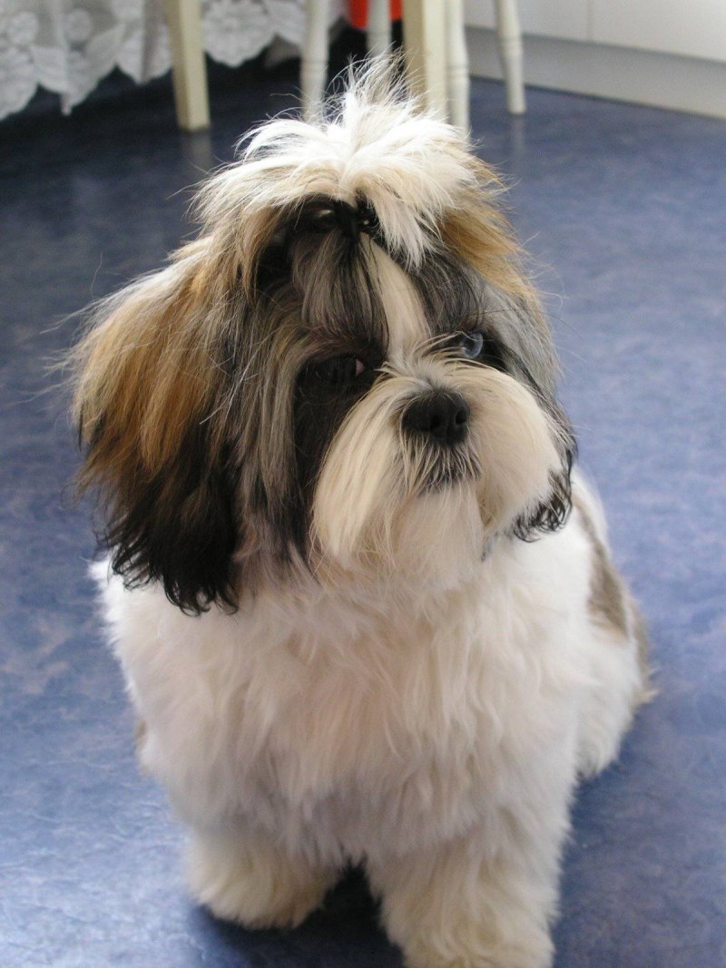 Ши-тцу (Shih Tzu