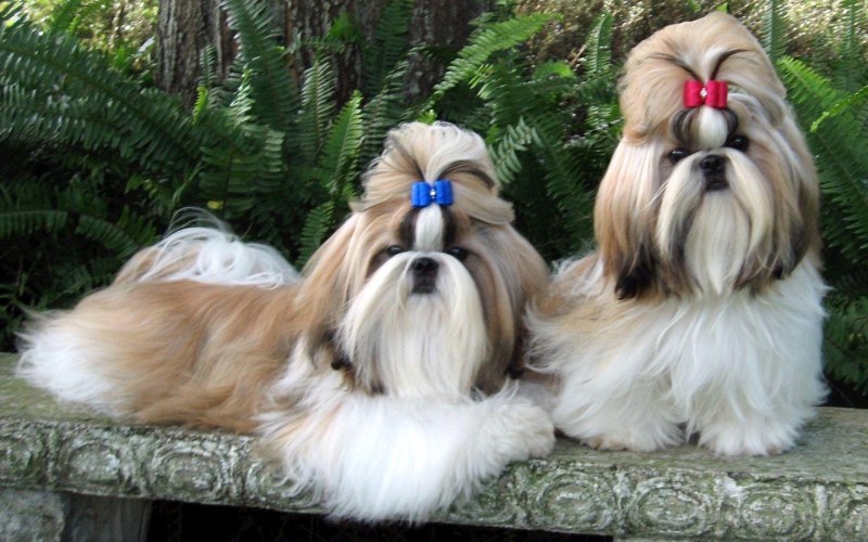 Ши-тцу (Shih Tzu