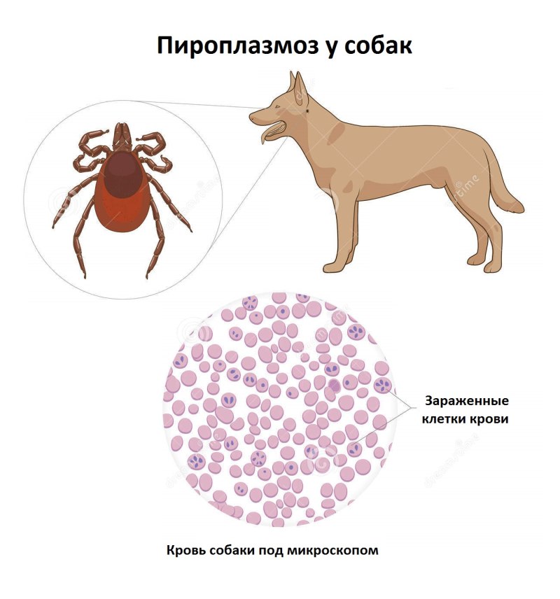 Тест на боррелиоз для людей
