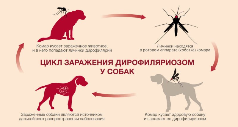 Пироплазмоз лекарство для собак