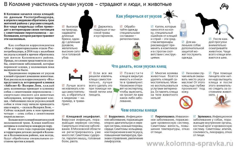 Атопический дерматит собак схема