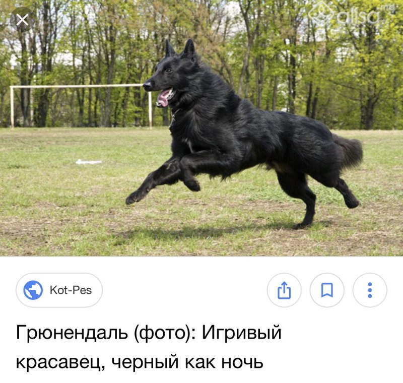 Черная Бельгийская овчарка грюнендаль