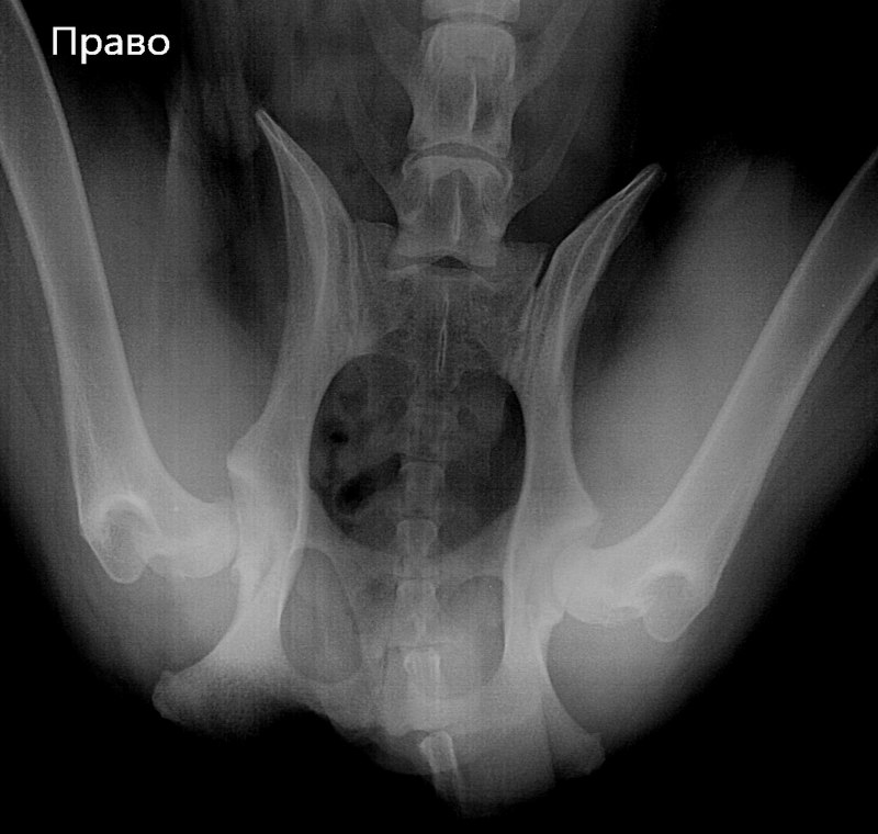 Дисплазия ТБС У собак степени