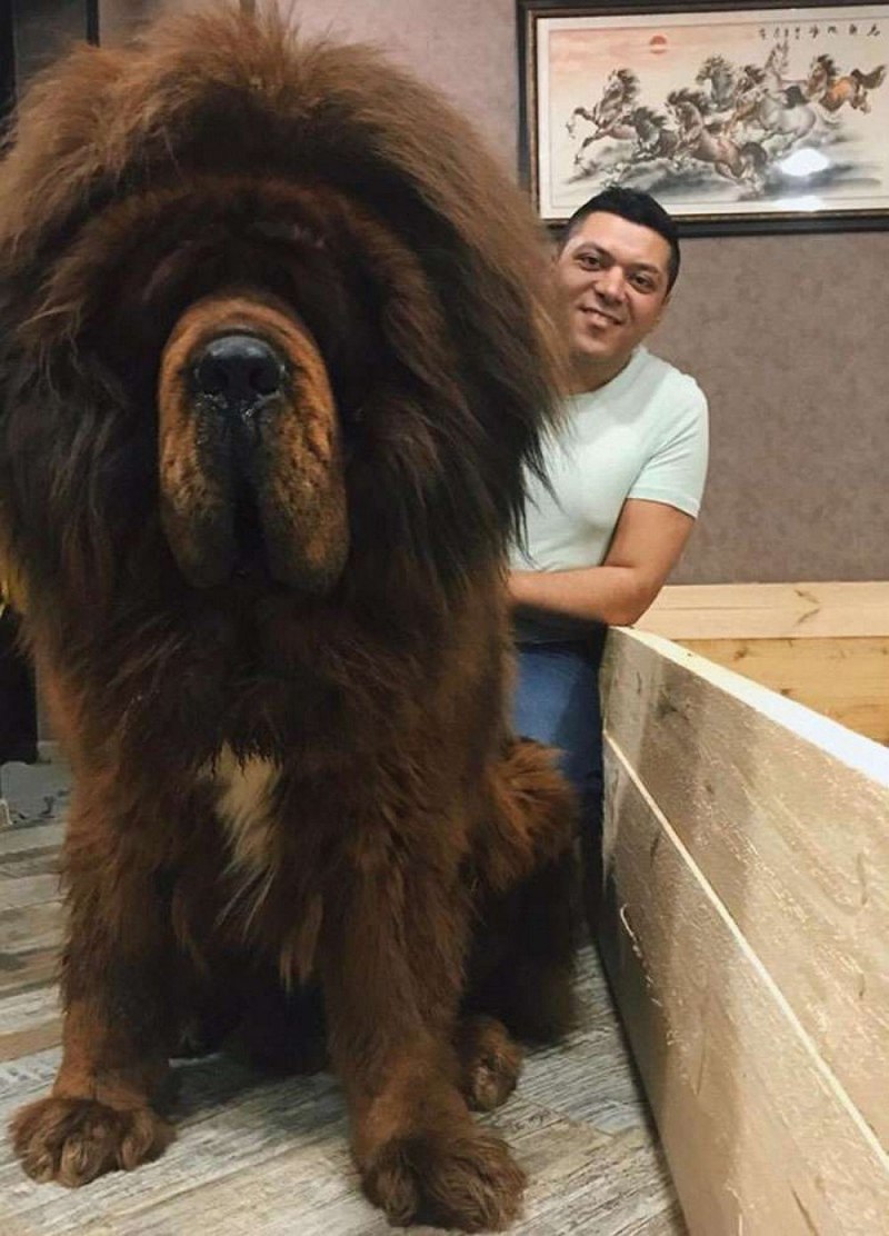 Тибетский мастиф