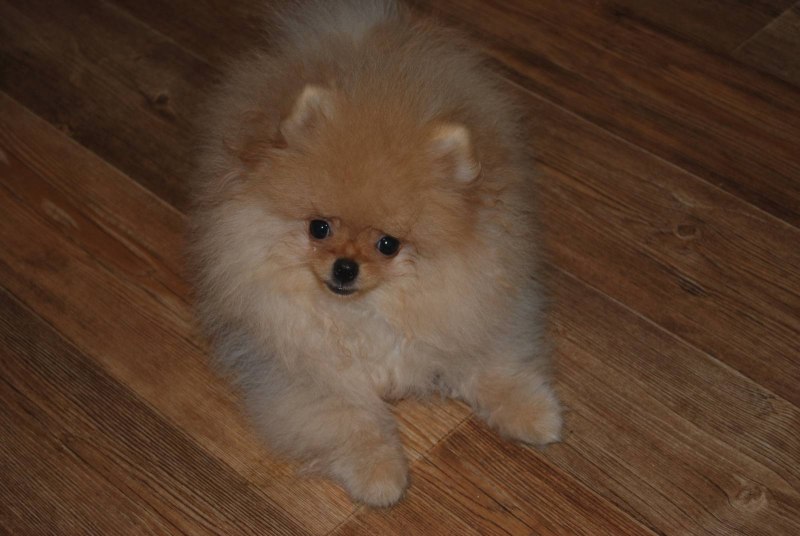 Pomeranian dietary requirements
