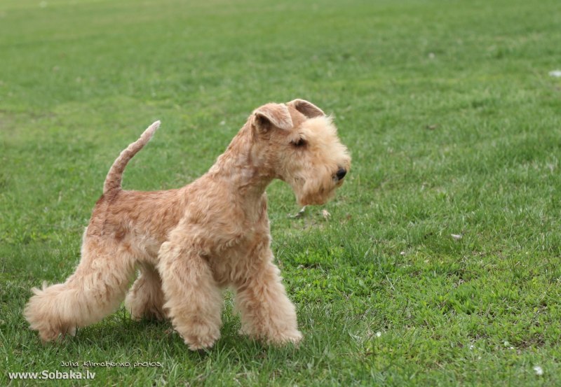 Лейкленд терьер Lakeland Terrier