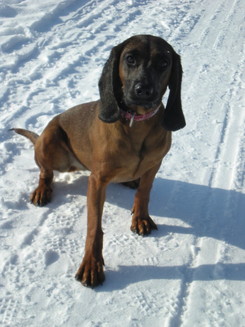 Bavarian Mountain Scenthound