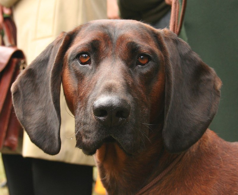 Bavarian Mountain Hound