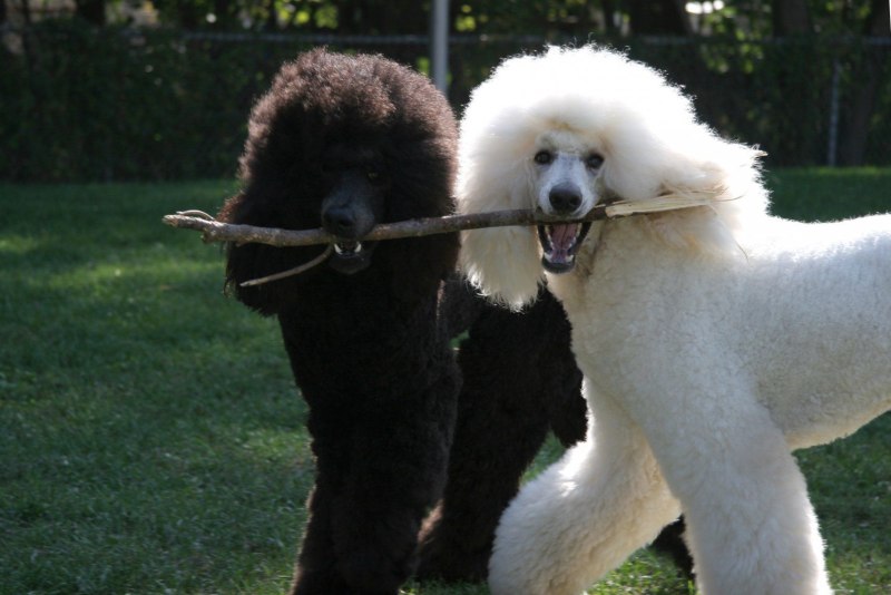 Пудель Rebel Poodle Paul 41 см