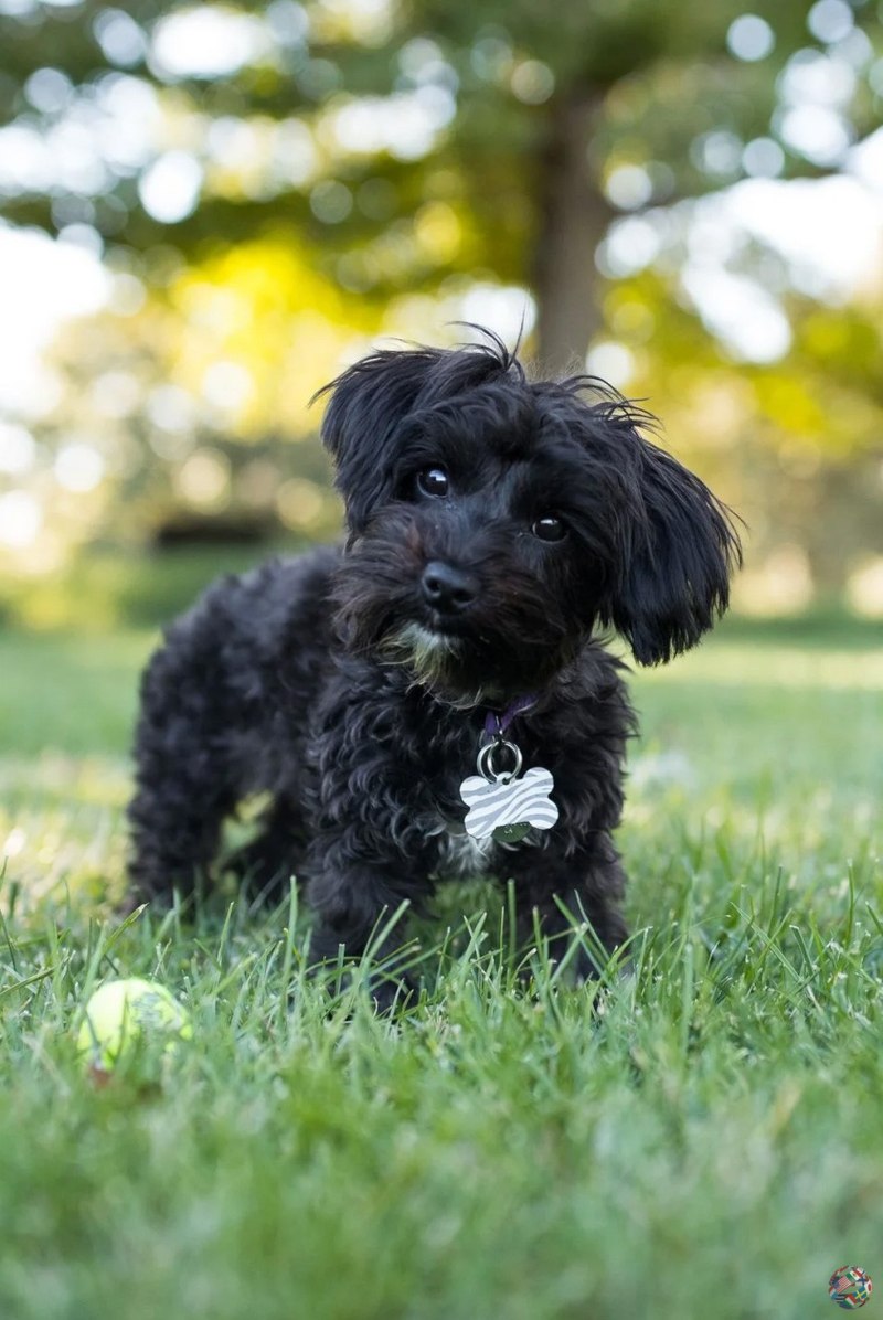 Йоркипу (Yorkie Poo)