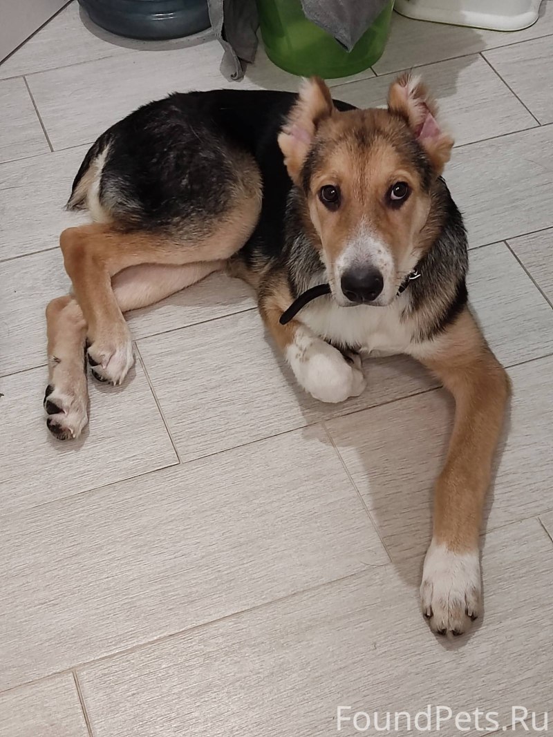 Щенки немецкой овчарки 3 мес